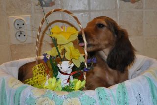 Jamnik d�ugow�osy